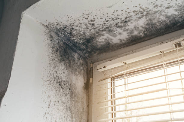 Affordable Mold Cleanup solutions in Pennington, NJ